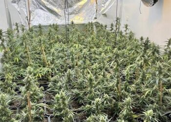 Mjeshtri shqiptar i kultivimit të kanabisit në Belgjikë, “shtëpia e barit” me 4 dhoma…