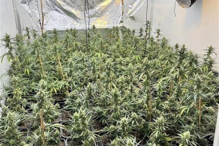 Mjeshtri shqiptar i kultivimit të kanabisit në Belgjikë, “shtëpia e barit” me 4 dhoma…