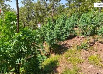 Zbulohen 2000 bimë kanabisi në Shkodër! Nuk e pësojnë autorët, por kryepleqtë e fshatrave