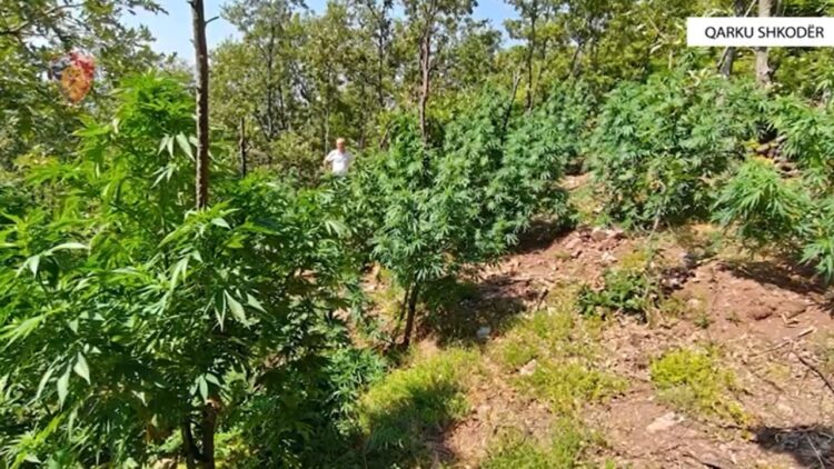 Zbulohen 2000 bimë kanabisi në Shkodër! Nuk e pësojnë autorët, por kryepleqtë e fshatrave