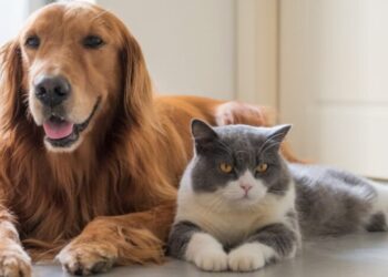 Kodi i ri Penal: Deri në 3 vite burg kush keqtrajton ose braktis kafshët