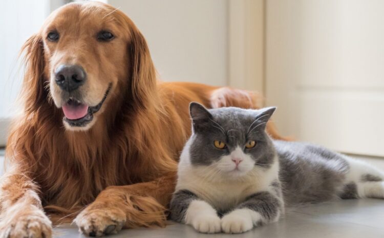 Kodi i ri Penal: Deri në 3 vite burg kush keqtrajton ose braktis kafshët