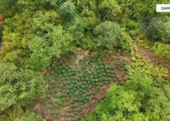 (VIDEO) Policia e Shkodrës: Zbuluam 17 mijë bimë kanabisi