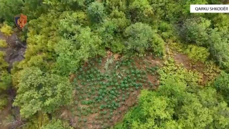 (VIDEO) Policia e Shkodrës: Zbuluam 17 mijë bimë kanabisi