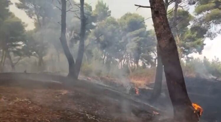 Vijon zjarri pranë lagunës së Nartës, edhe dy helikopterë për shuarjen e flakëve