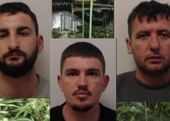 Dënohen me 20 vite burg 3 shqiptarët në Britani, kultivuan drogë me vlerë mbi 2 milionë euro