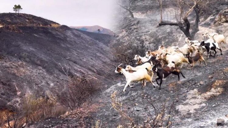 Në Delvinë e Finiq nuk është bërë bilanci i dëmeve nga zjarret, reagon Prefekti