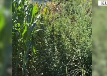 I gjendet kanabis në oborrin e banesës, arrestohet i riu në Kurbin