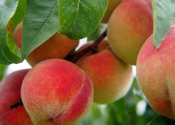 Bosnja ndalon pjeshkët shqiptare: Kanë pesticide të rrezikshme