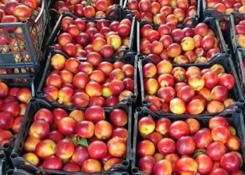 Pjeshkët me nikel të bllokuara në Kroaci/ AKU: U asgjësuan, eksportuesit nuk kishte më në magazinë