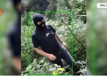 I maskuar me kapuç, punonjësi i pyjores kapet duke u kujdesur për kanabisin