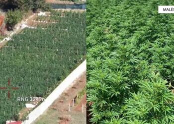 Zbulohet parcela me mbi 5 mijë bimë kanabisi në Malësi të Madhe, dy të arrestuar e 2 në kërkim – Video