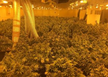 EMRAT/Pas dy viteve hetim, dënohen me 40 vite burg 7 shqiptarë që kishin një rrjet shtëpishë bari në Angli