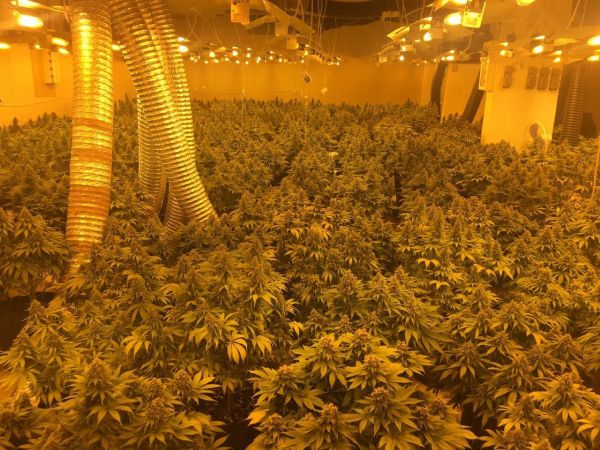 EMRAT/Pas dy viteve hetim, dënohen me 40 vite burg 7 shqiptarë që kishin një rrjet shtëpishë bari në Angli