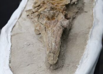 Peru, gjenden fosilet e një specie të lashtë, i ngjason një delfini miliona vjeçar