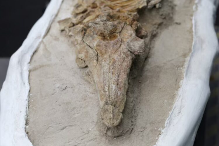 Peru, gjenden fosilet e një specie të lashtë, i ngjason një delfini miliona vjeçar