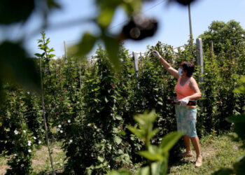 Shifrat zbulojnë realitetin! Një në pesë “të punësuar” punojnë pa pagesë pranë familjes