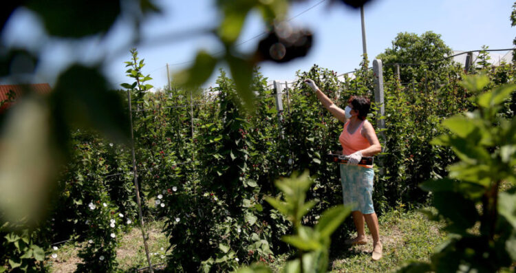 Shifrat zbulojnë realitetin! Një në pesë “të punësuar” punojnë pa pagesë pranë familjes