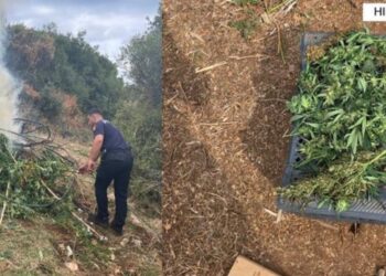 Zbulohet parcela kanabisi në Himarë: 302 bimë, 121 kg drogë dhe dy të shpallur në kërkim