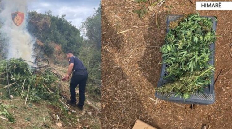 Zbulohet parcela kanabisi në Himarë: 302 bimë, 121 kg drogë dhe dy të shpallur në kërkim