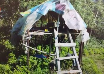 Shkatërrohet parcela me kanabis në Peqin, arrestohen 5 persona (Emrat)