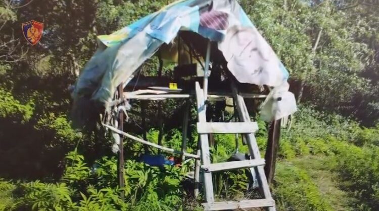 Shkatërrohet parcela me kanabis në Peqin, arrestohen 5 persona (Emrat)