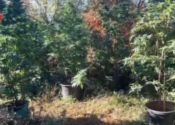 Asgjesohen mbi 1700 bimë kanabisi, arrestohen babë e bir në Shkodër