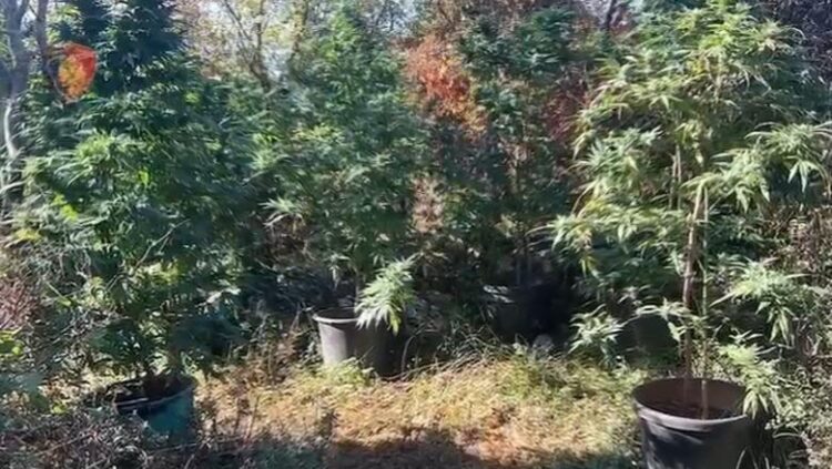 Asgjesohen mbi 1700 bimë kanabisi, arrestohen babë e bir në Shkodër