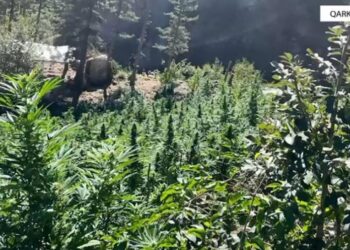 Zbulohen mbi 8000 rrënjë kanabis në Shkodër, procedohen 5 kryetarë fshatrash