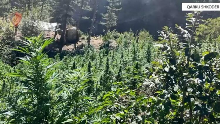 Zbulohen mbi 8000 rrënjë kanabis në Shkodër, procedohen 5 kryetarë fshatrash
