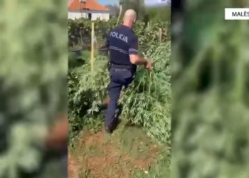 (VIDEO) Prodhim i madh kanabisi në Malësinë e Madhe, sekuestrohen 10 mijë rrënjë, 10 të arrestuar