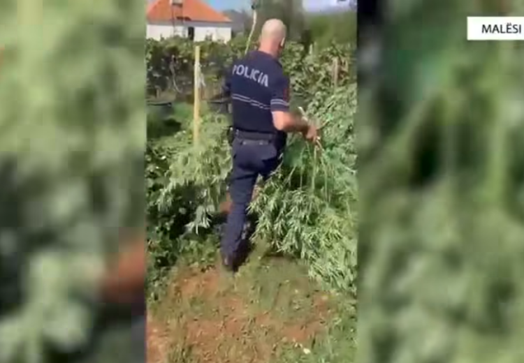 (VIDEO) Prodhim i madh kanabisi në Malësinë e Madhe, sekuestrohen 10 mijë rrënjë, 10 të arrestuar