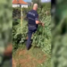 (VIDEO) Prodhim i madh kanabisi në Malësinë e Madhe, sekuestrohen 10 mijë rrënjë, 10 të arrestuar