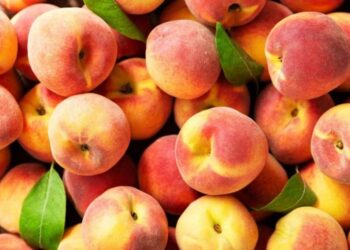 Kroacia bllokon ngarkesën me pjeshkë të nisura nga Shqipëria, rezultuan me…