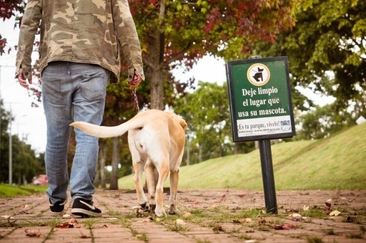 Bolzano ankohet për pastërtine: Propozohet taksë për qentë dhe pronarët e tyre