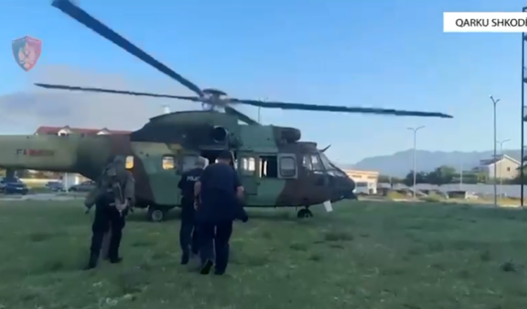 Policia shkon me helikopter tek parcelat e kanabisit në Shkodër, arrestohet kryeplaku, në kërkim kultivuesi