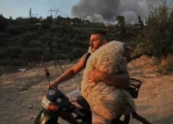 Shqiptari që shpëtoi delen nga zjarret në Greqi përzgjidhet nga BBC si “foto e vitit 2025”