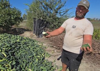 Fermerët në Roskovec përballen me krizë të rëndë: Tonelata kastravecë dhe domate hidhen, tregu refuzon prodhimet vendase