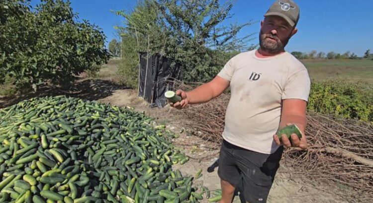 Fermerët në Roskovec përballen me krizë të rëndë: Tonelata kastravecë dhe domate hidhen, tregu refuzon prodhimet vendase