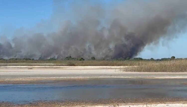 Bregdeti i Semanit në flakë, era favorizon përhapjen e zjarrit, rrezikohet habitati i specieve të egra