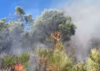 Zjarr i madh përfshin pyjet e Baldushkut, digjen ullinj shekullorë