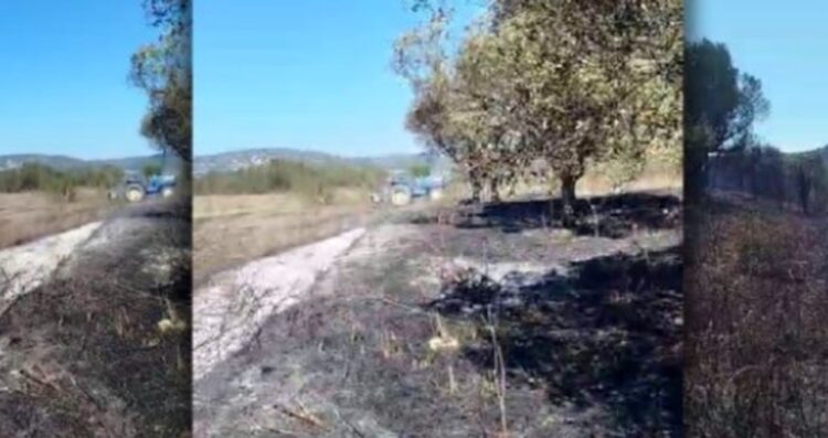 Zjarri përfshin një sipërfaqe me ullinj në Mifol, Vlorë – dëme të konsiderueshme