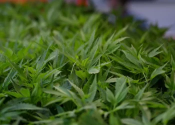 Djali i zyrtarit të lartë të Policisë së Tiranës, kopshtar në një ‘Shtëpi bari’ në Gjermani