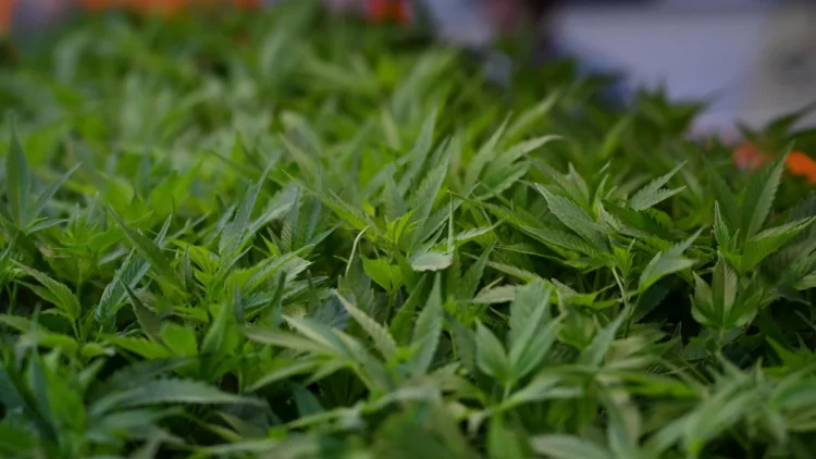 Djali i zyrtarit të lartë të Policisë së Tiranës, kopshtar në një ‘Shtëpi bari’ në Gjermani