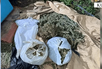 Gjenden mbi 7 kg kanabis në Kurbin, arrestohet 62-vjeçari