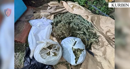 Gjenden mbi 7 kg kanabis në Kurbin, arrestohet 62-vjeçari