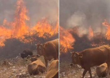 Mbyllet vlerësimi në Delvinë, banorët do të dëmshpërblehen për dëmet