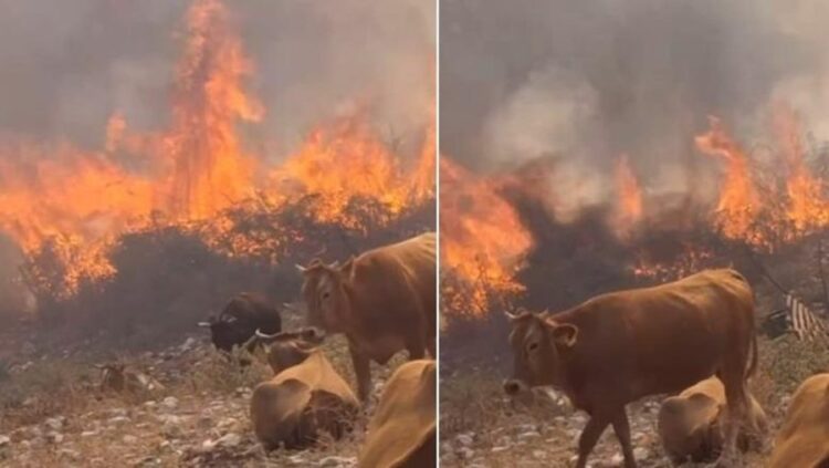 Mbyllet vlerësimi në Delvinë, banorët do të dëmshpërblehen për dëmet