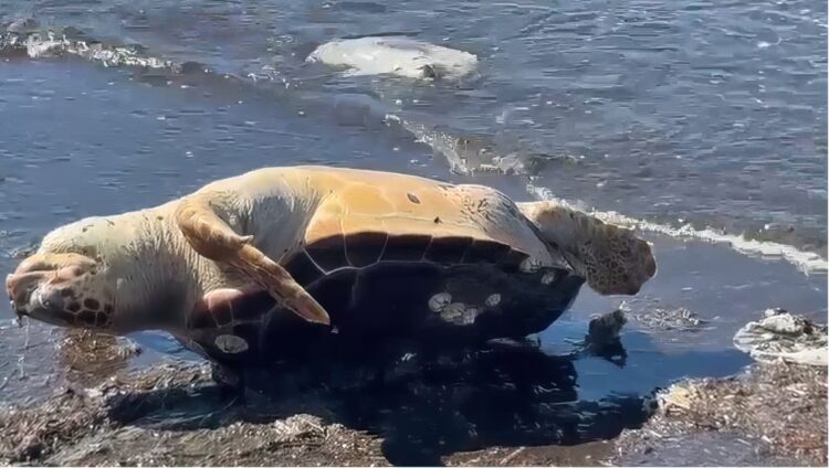 Një breshkë e rrallë gjendet e ngordhur në bregun e Vlorës, shkak dyshohet mbetjet plastike