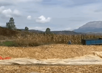 Fermerët e Maliqit ankohen për mungesë tregu: Shteti të na ndihmojë